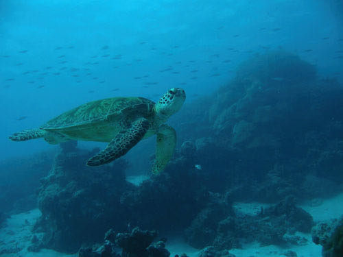 Your friendly neighborhoud sea turtle